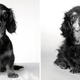 Illustration for article titled A Beautiful Photo Project: The Passage Of Time Through Dogs